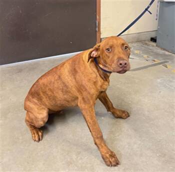 Labrador Retriever and Mixed Breed Dogs Available for Adoption - VENUS | PetCurious