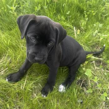 Miss Coco -  Mastiff and Labrador Retriever Dog for Adoption in Morristown, Vermont - Miss Coco | PetCurious