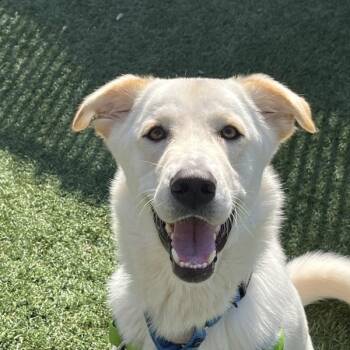 Great Pyrenees Dogs Available for Adoption in Walnut Creek, California - Gage | PetCurious