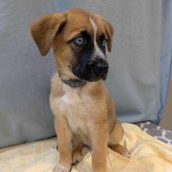 Rocky -  Shepherd and Boxer Dog for Adoption in Maynardville, Tennessee - Rocky | PetCurious