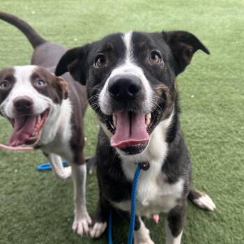 Cinder -  Labrador Retriever and Australian Shepherd Dog for Adoption in Canton, Illinois - Cinder | PetCurious
