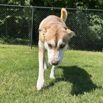 Husky Dogs Available for Adoption in Cabot, Arkansas - (Found) Maia | PetCurious
