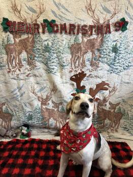 Rescue American Foxhound and Labrador Retriever Dogs for Adoption in Appin, Ontario - Scooby | PetCurious