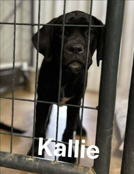 Labrador Retriever and Boxer Dogs Available for Adoption in Saugus, Massachusetts - Kallie | PetCurious