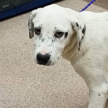 Iris -  Mixed Breed Dog for Adoption in Ardmore, Oklahoma - Iris | PetCurious