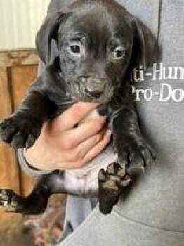 Mixed Breed Dogs Available for Adoption - Lucas | PetCurious