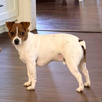 Jack Russell Terrier Dogs Available for Adoption in Tuscaloosa, Alabama - *Courtesy Listing - Lucky | PetCurious