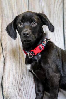 Beagle and Mixed Breed Dogs Available for Adoption in Dothan, Alabama - Lucky | PetCurious