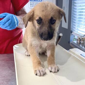 Aspen -  Shepherd Dog for Adoption in Livingston, Texas - Aspen | PetCurious