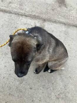 Hillary -  Shepherd and Mixed Breed Dog for Adoption in Calgary, Alberta - Hillary | PetCurious