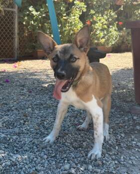 Urkle -  Cattle Dog and Terrier Dog for Adoption in New York, New York - Urkle | PetCurious