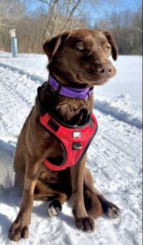 Labrador Retriever and Retriever Dogs Available for Adoption - Millie | PetCurious