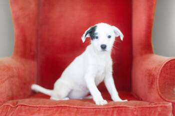 Rescue Mixed Breed Dogs for Adoption in Cranston, Rhode Island - BEETLEJUICE | PetCurious