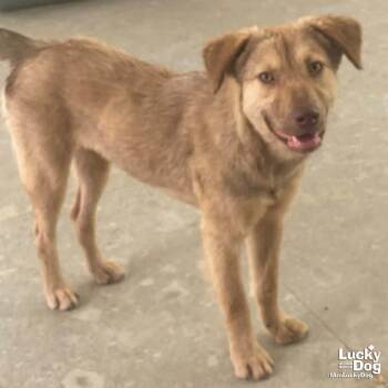 Sofi -  Shepherd and Labrador Retriever Dog for Adoption in Washington, District Of Columbia - Sofi | PetCurious