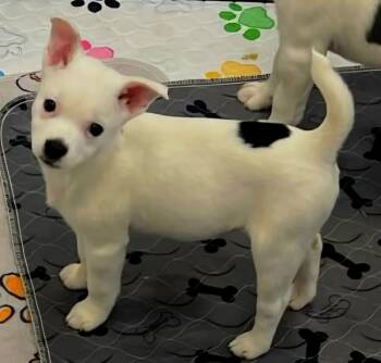 Rescue Jack Russell Terrier and Terrier Dogs for Adoption in Bend, Oregon - Minnie's Puppy 5 | PetCurious