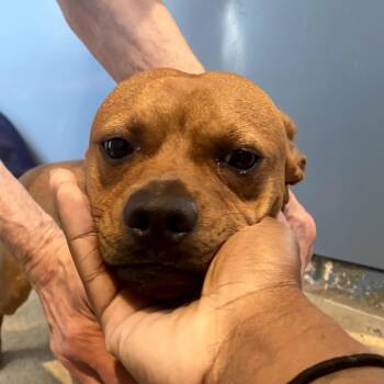 Skeeter -  Chihuahua Dog for Adoption in Philadelphia, Pennsylvania - Skeeter | PetCurious