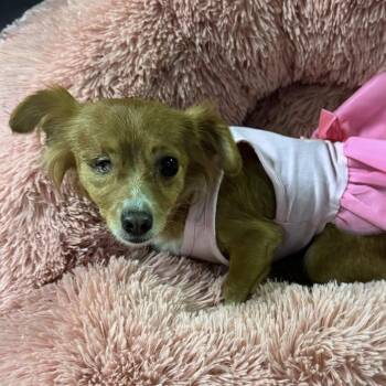 ROSIE (bonded with Rocco) -  Chihuahua Dog Available for Adoption in Graham, Washington - ROSIE (bonded With Rocco) | PetCurious