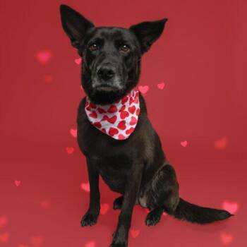Shepherd Dogs Available for Adoption - CoCo | PetCurious