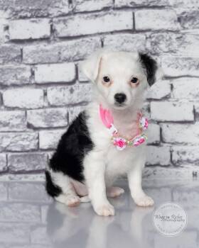 Olivia - 4 pounds -  Papillon Dog for Adoption in Tuscaloosa, Alabama - Olivia - 4 Pounds | PetCurious