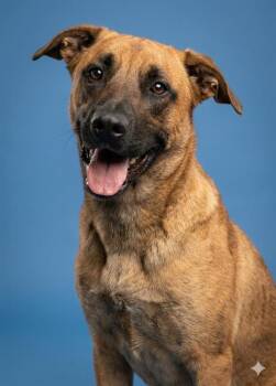 APOLLO -  Mixed Breed Dog for Adoption in Jacksonville, Florida - APOLLO | PetCurious