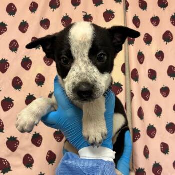 Dudley -  Shepherd and Mixed Breed Dog for Adoption in San Antonio, Texas - Dudley | PetCurious