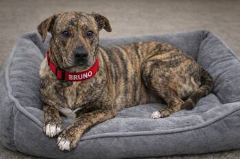 Mountain Cur Dogs Available for Adoption - Bruno Boy | PetCurious