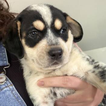 Queen Elizabeth pup 6 -  Labrador Retriever and Mixed Breed Dog for Adoption in Austin, Texas - Queen Elizabeth Pup 6 | PetCurious