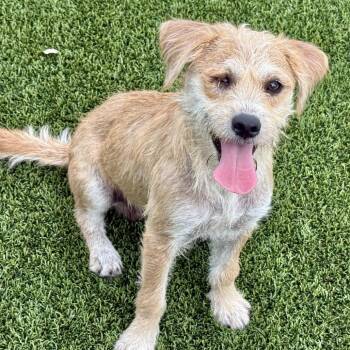 Popeye-the one eyed cutie -  Terrier Dog for Adoption in Hondo, Texas - Popeye-the One Eyed Cutie | PetCurious