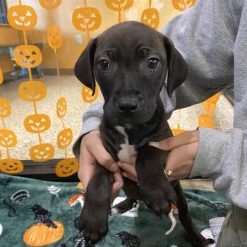Delta -  Retriever and Terrier Dog for Adoption in Cheyenne, Wyoming - Delta | PetCurious