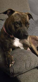 Lilly Elowen -  Mixed Breed Dog for Adoption in Milton, Delaware - Lilly Elowen | PetCurious