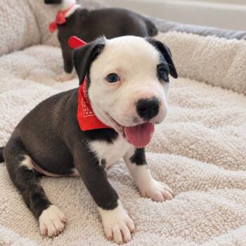 Brooklyn -  Pit Bull Terrier Dog for Adoption in Magnolia, Texas - Brooklyn | PetCurious