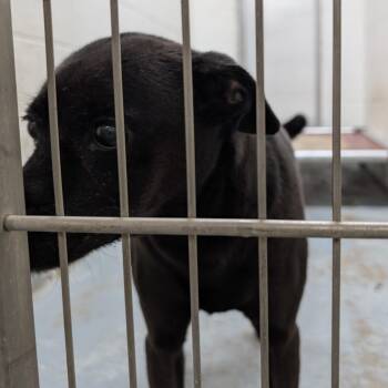 Rescue Terrier Dogs for Adoption in Ravenna, Ohio - 187273 LOOKING FOR OWNER | PetCurious