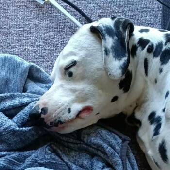Dalmatian Dogs Available for Adoption - Luna | PetCurious