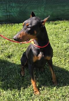 Rescue Doberman Pinscher Dogs for Adoption in Malvern, Pennsylvania - Blaze | PetCurious