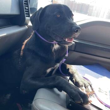 Atlas -  Black Labrador Retriever and Great Dane Dog for Adoption in Lordsburg, New Mexico - Atlas | PetCurious