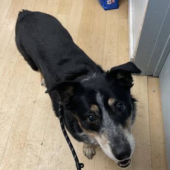 Molly SPWA-Stray-149168 -  Australian Shepherd and Australian Cattle Dog Blue Heeler Dog for Adoption in Spokane, Washington - Molly SPWA-Stray-149168 | PetCurious