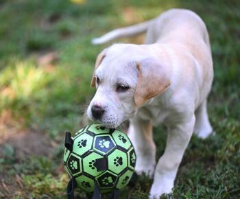 Dax -  Labrador Retriever and Great Pyrenees Dog for Adoption in Falmouth, Maine - Dax | PetCurious