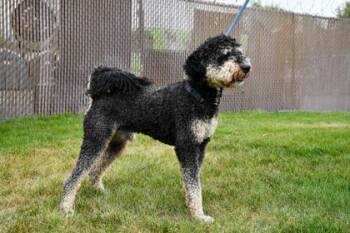 Standard Poodle and Poodle Dogs Available for Adoption in Yakima, Washington - Max | PetCurious