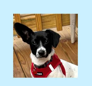 Kip -  Corgi and Terrier Dog for Adoption in Lake Geneva, Wisconsin - Kip | PetCurious
