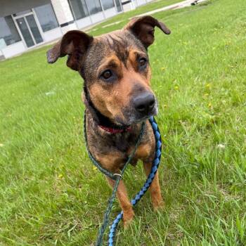 Shepherd Dogs Available for Adoption - Dizzy | PetCurious