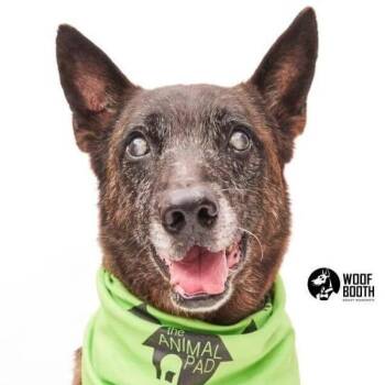 Dante -  Mixed Breed and Shepherd Dog for Adoption in San Diego, California - Dante | PetCurious
