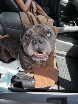 DOLCE -  English Bulldog Dog for Adoption in Fort Lauderdale, Florida - DOLCE | PetCurious