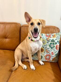 Nala Noodle -  Husky and Yellow Labrador Retriever Dog for Adoption in Friendswood, Texas - Nala Noodle | PetCurious