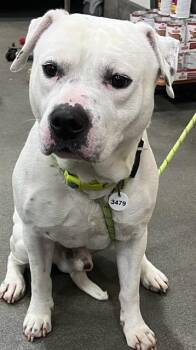 RALEIGH -  Pit Bull Terrier Dog Available for Adoption - RALEIGH | PetCurious