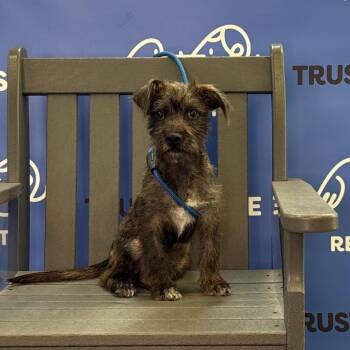 COBALT -  Schnauzer Dog for Adoption in Waterford, New Jersey - COBALT | PetCurious