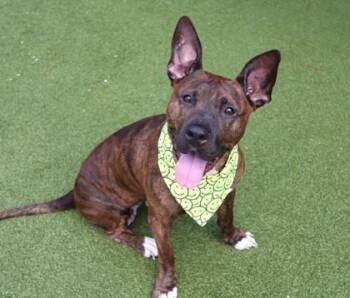 Chanel (Coco) -  Mixed Breed Dog for Adoption in Athens, Georgia - Chanel (Coco) | PetCurious