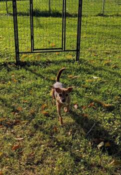 Dolly -  Rat Terrier Dog for Adoption in Valley City, Ohio - Dolly | PetCurious