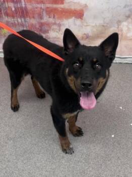 EOS -  Shiba Inu and Mixed Breed Dog for Adoption in San Bernardino, California - EOS | PetCurious
