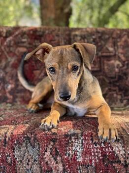 Rescue Corgi and Shepherd Dogs for Adoption in Los Angeles, California - Jimmy | PetCurious