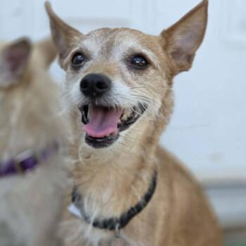 IZZY -  Terrier Dog for Adoption in Loveland, Colorado - IZZY | PetCurious